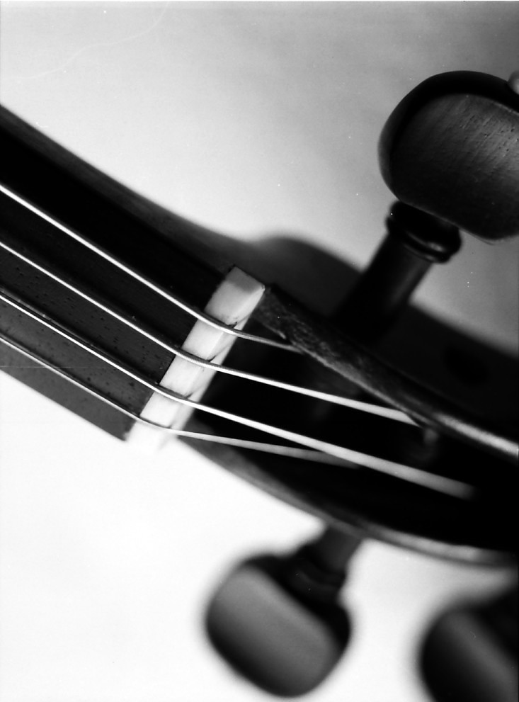 black and white violin nut