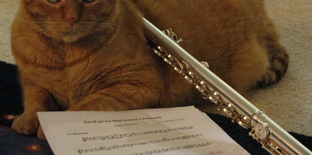 This cat enjoys flute jokes